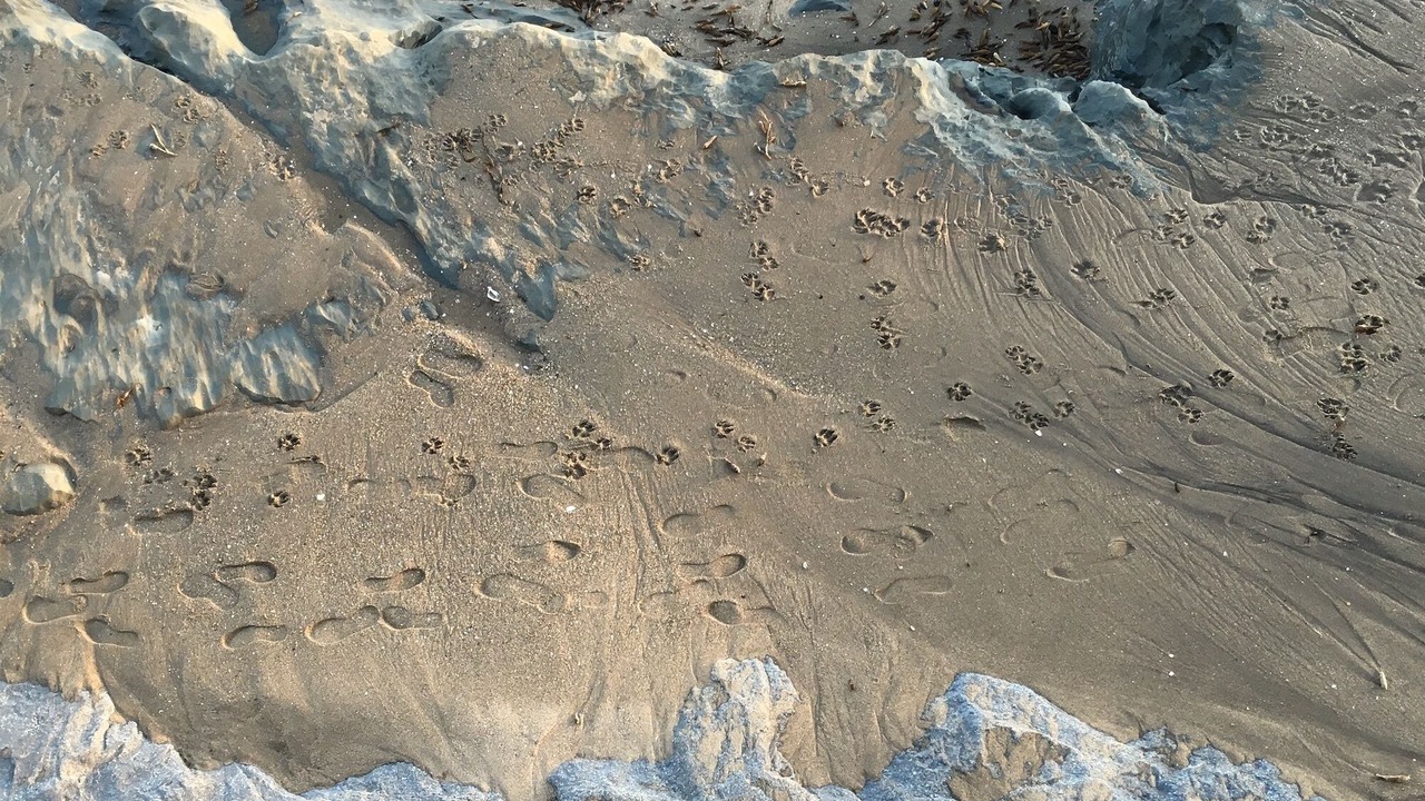 Photo of Others in Opal Cliffs