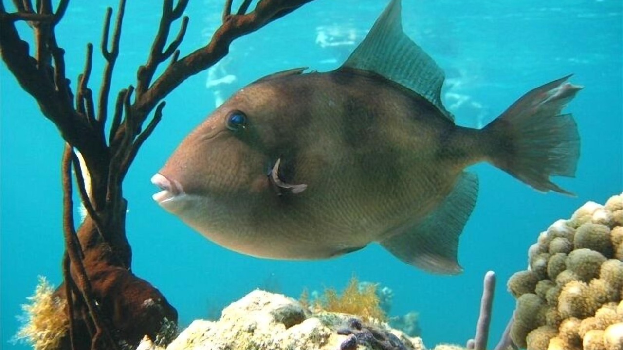 Photo of Others in Grace Bay