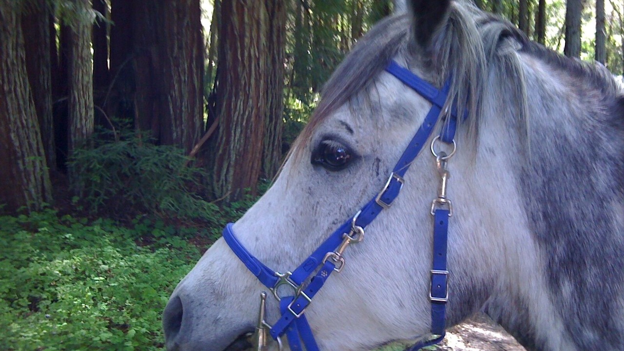 Photo of Others in Santa Cruz