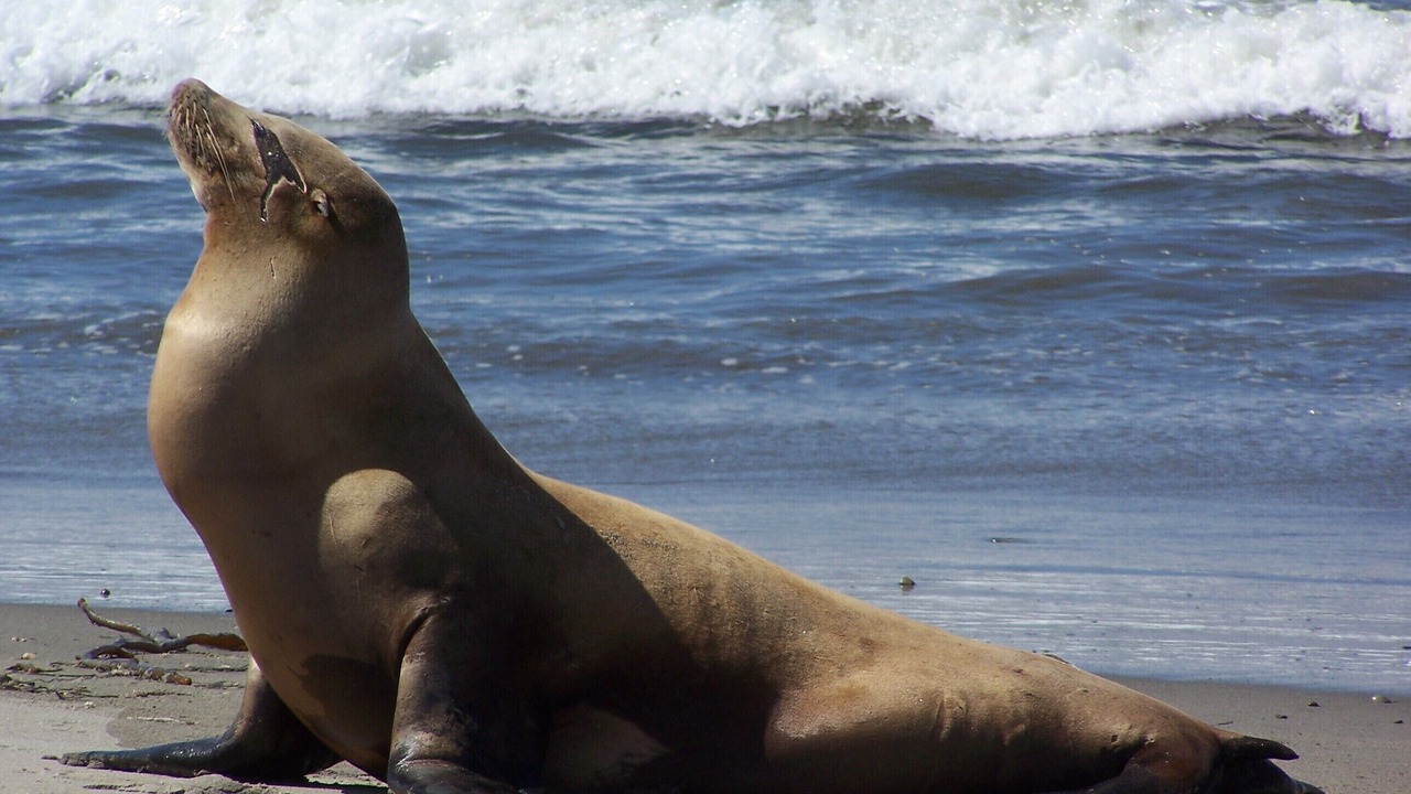 Photo of Others in Pajaro Dunes