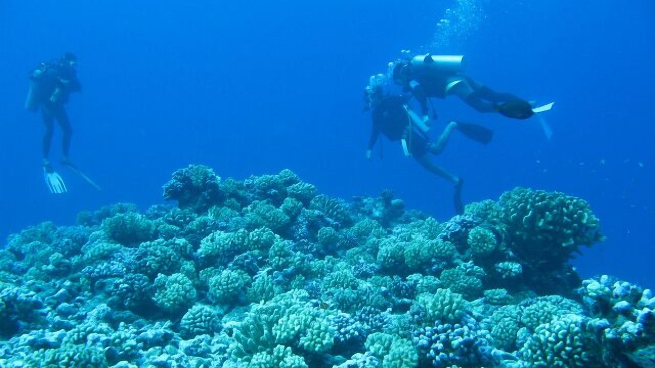Photo of Others in Bora Bora