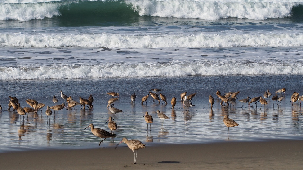 Photo of Others in Pajaro Dunes