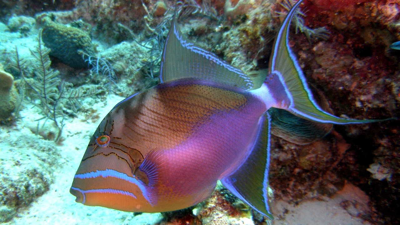 Photo of Others in The Bight