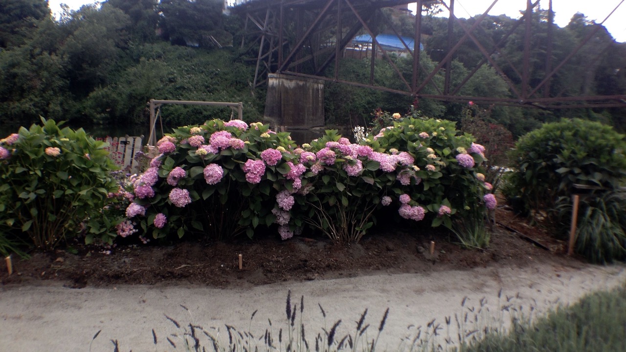 Photo of Others in Capitola