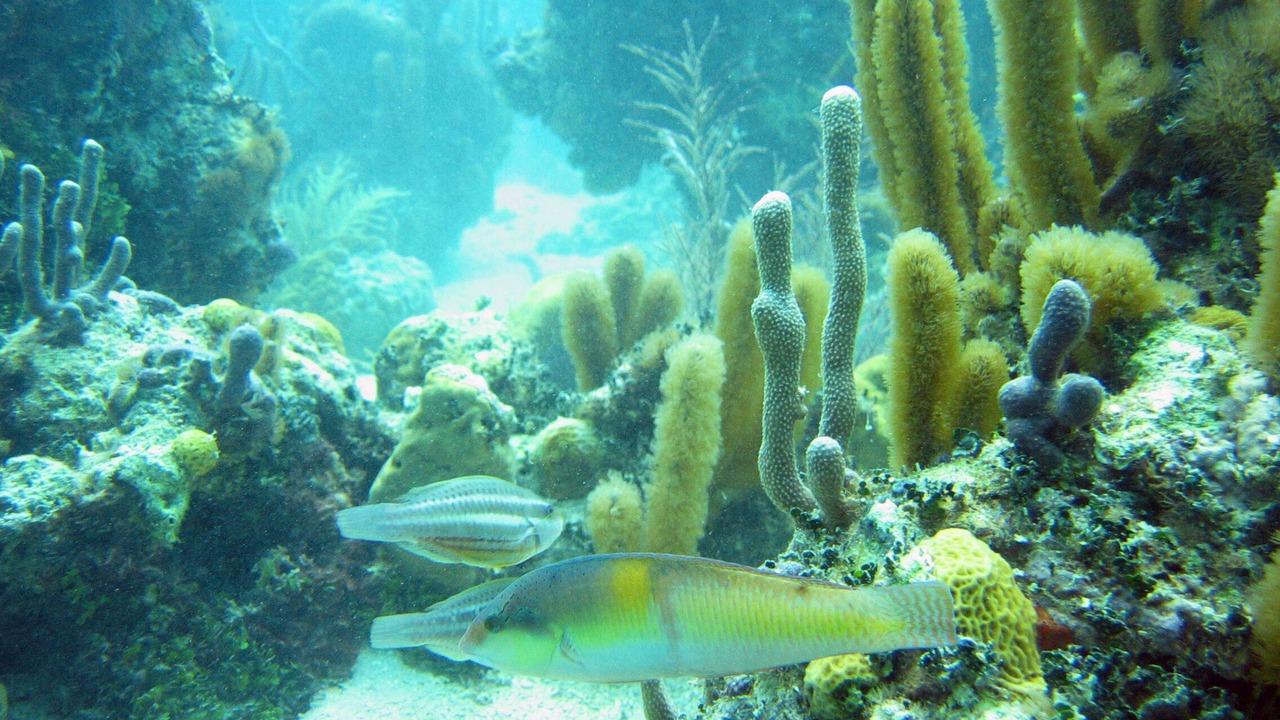 Photo of Others in The Bight