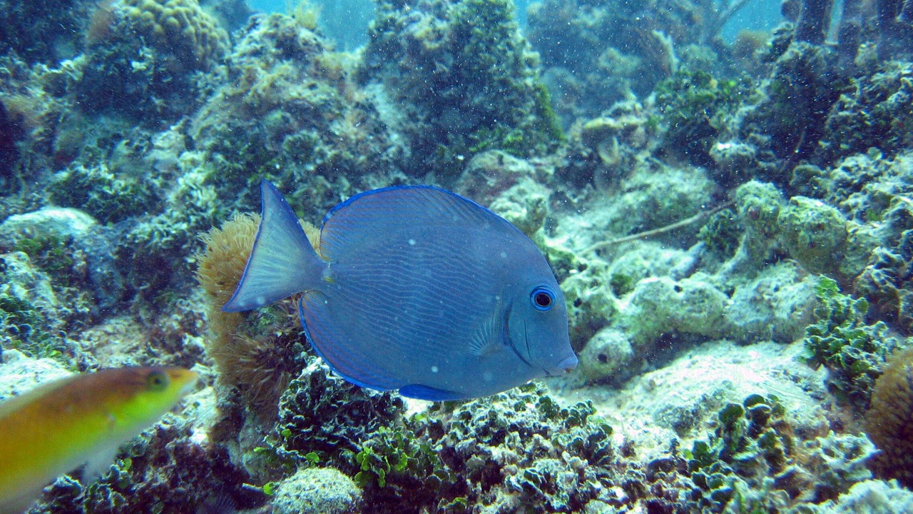 Photo of Outdoor in The Bight