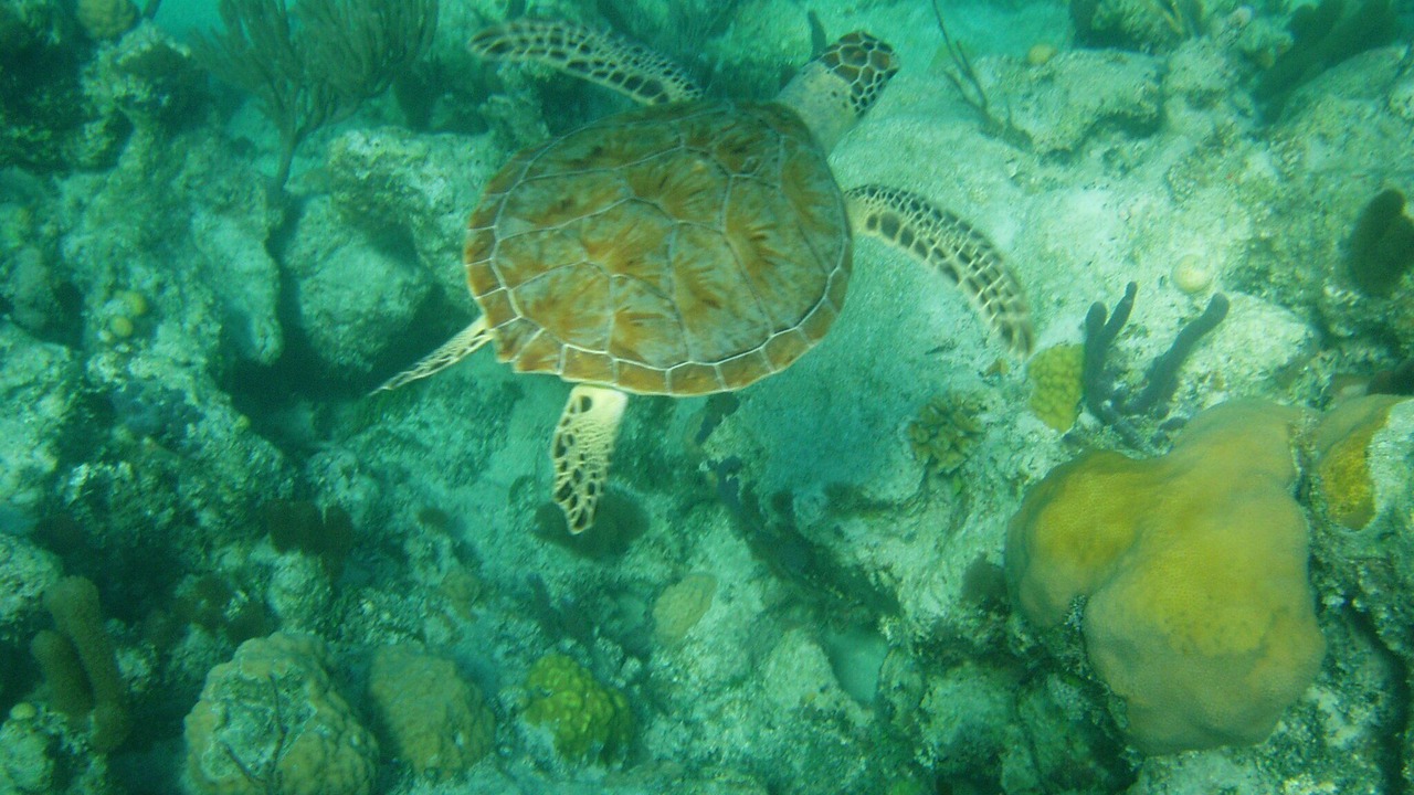 Photo of Others in Grace Bay