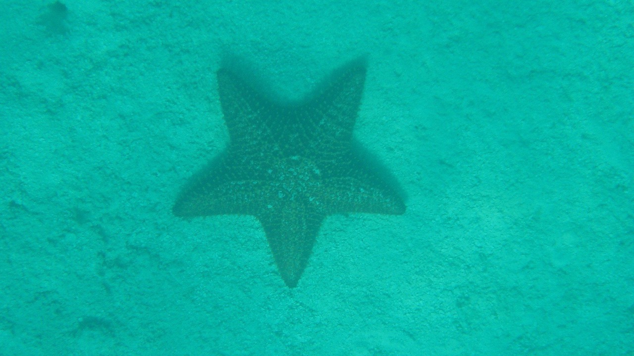 Photo of Others in Grace Bay
