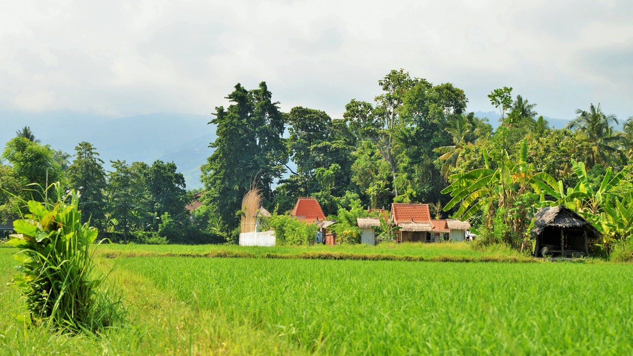 Photo of Outdoor in Lovina