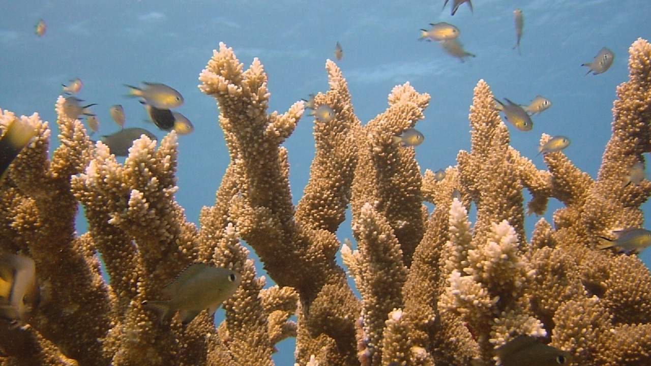 Photo of Outdoor in Mare Anglaise