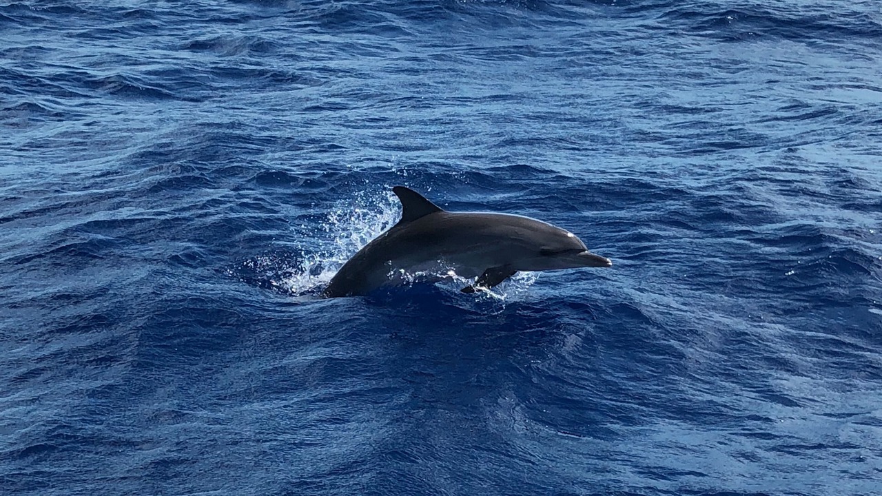 Photo of Others in Grace Bay