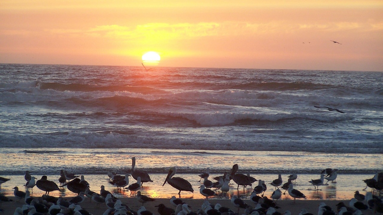 Photo of Others in Pajaro Dunes