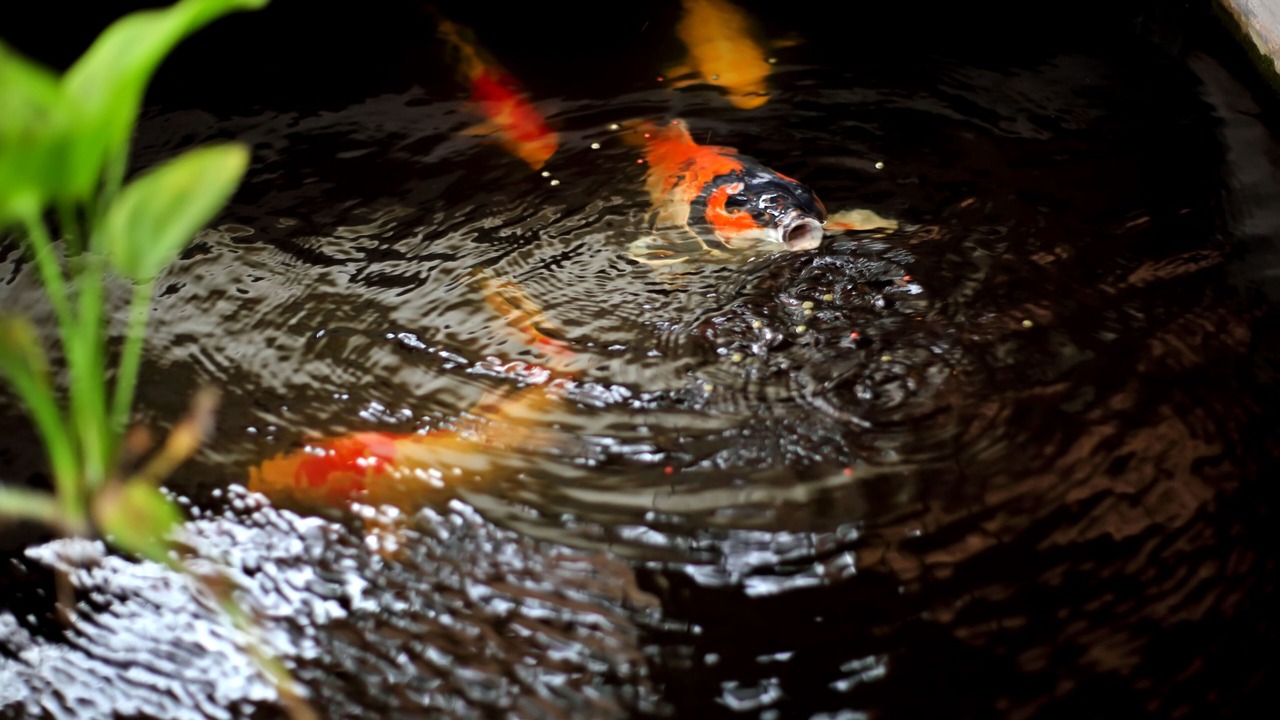 Photo of Others in Dyanapura