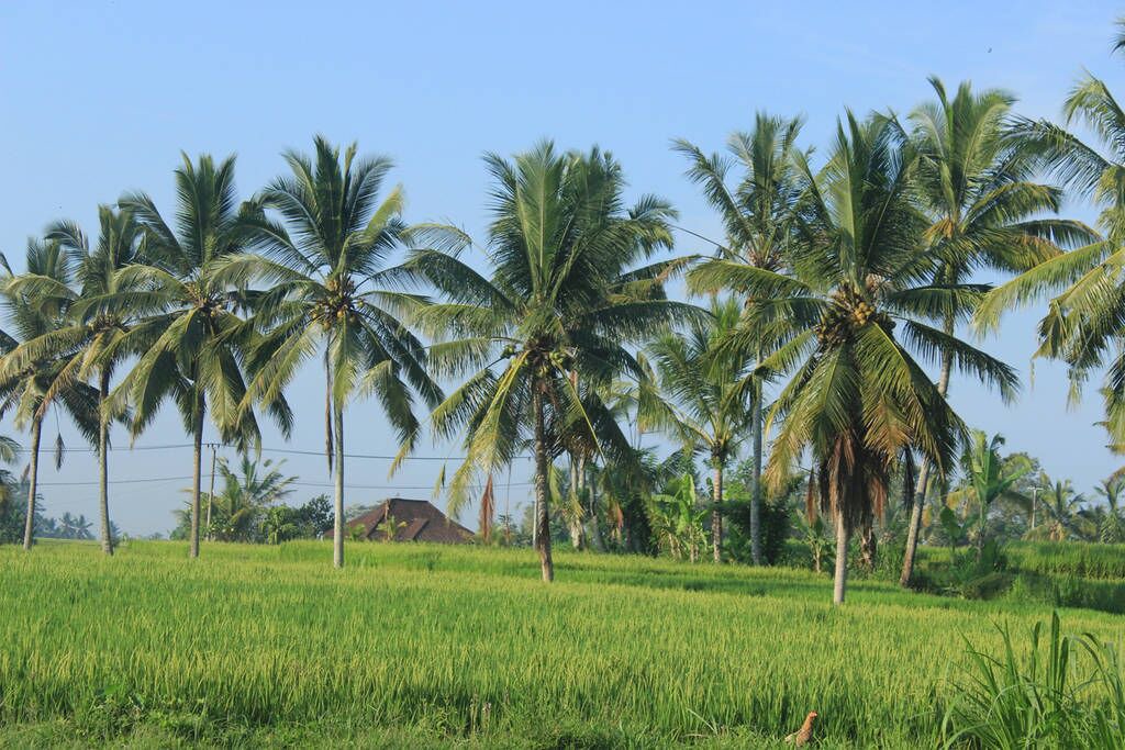 Photo of Outdoor in Kenderan