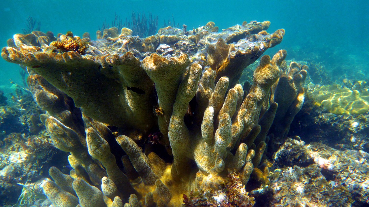 Photo of Others in Providenciales