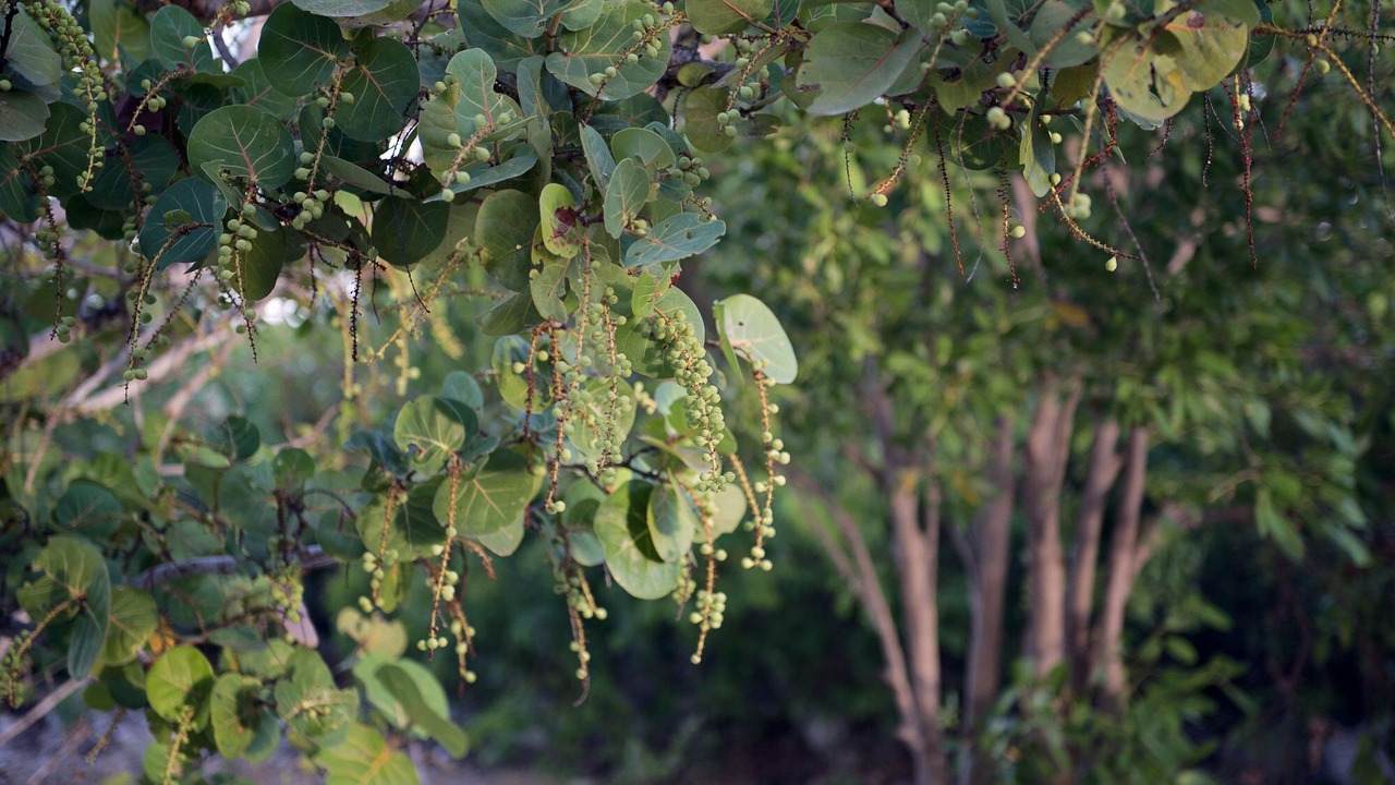 Photo of Outdoor in Long Bay Hills