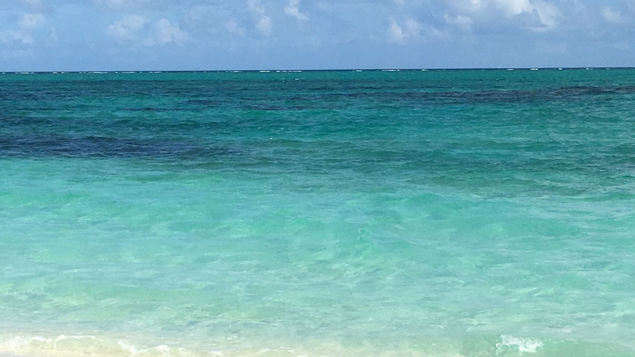 Photo of Others in The Bight