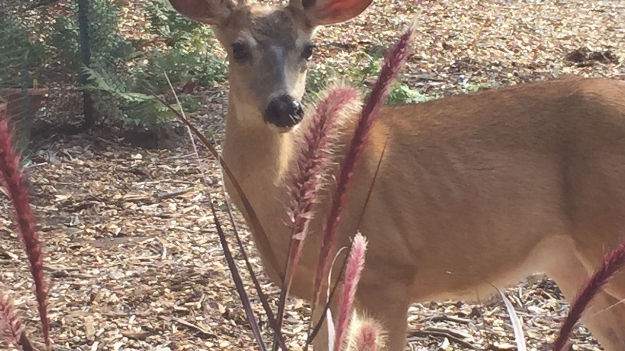 Photo of Outdoor in Santa Cruz