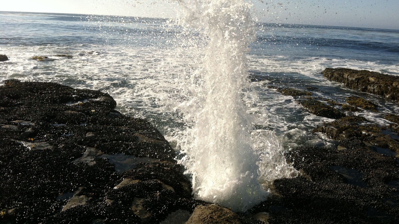Photo of Others in Westside Santa Cruz