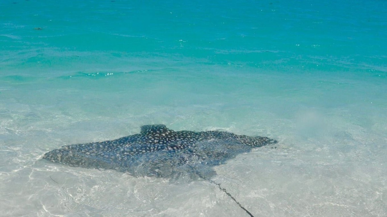 Photo of Others in Grace Bay