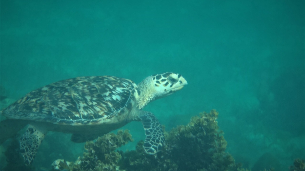 Photo of Others in The Bight