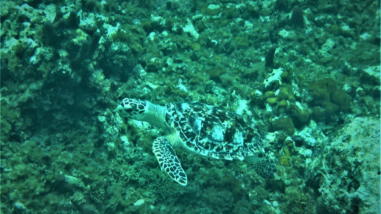 Photo of Others in The Bight