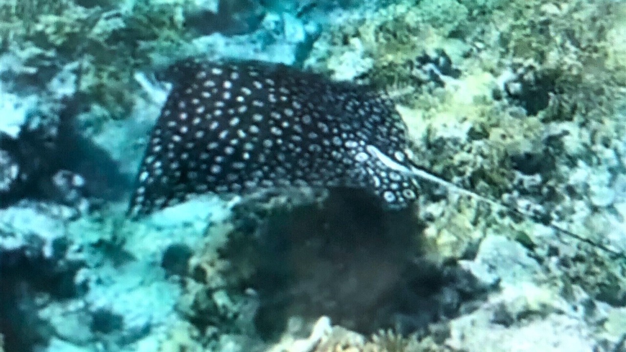 Photo of Others in The Bight
