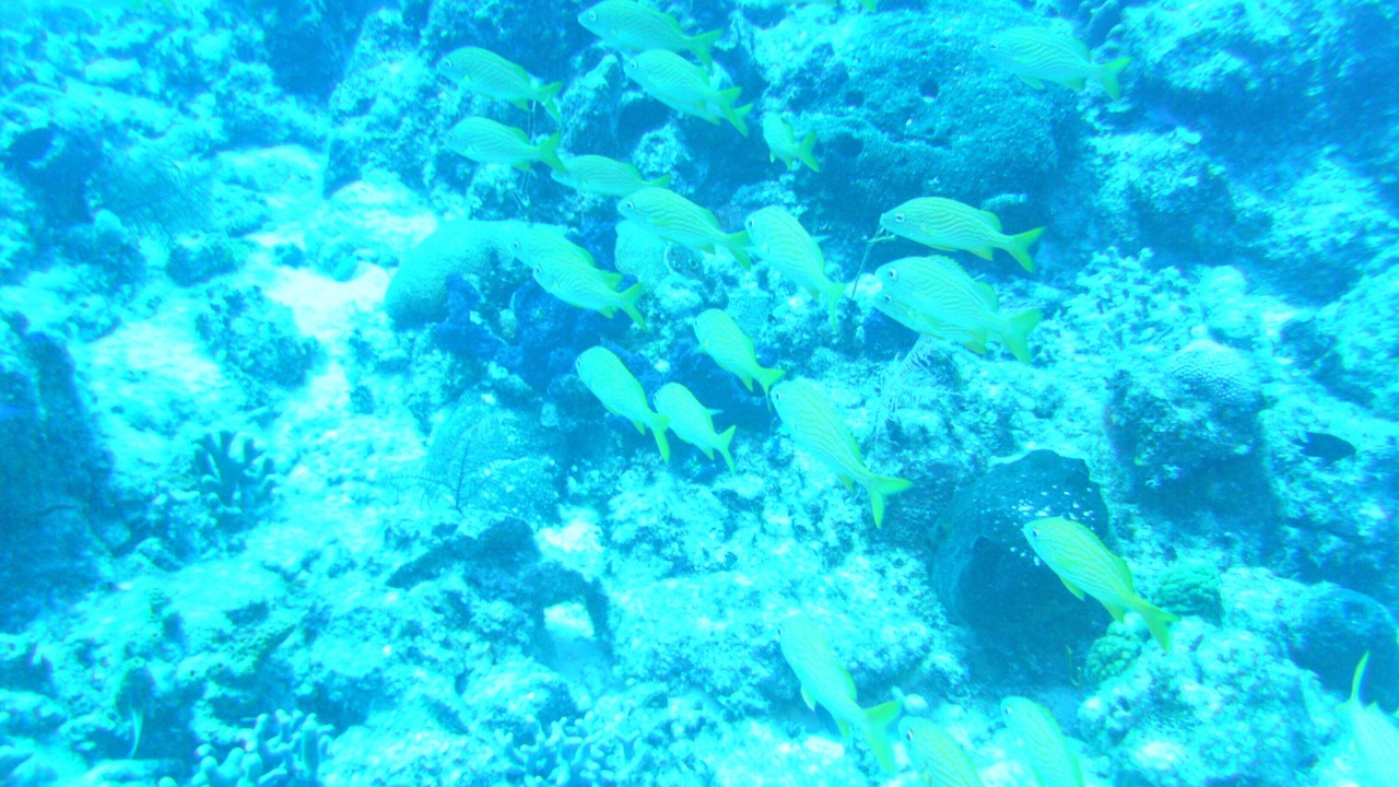 Photo of Outdoor in The Bight