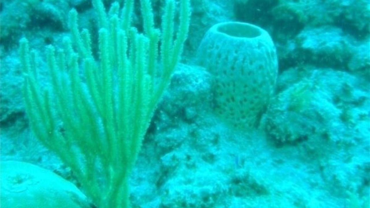 Photo of Outdoor in The Bight