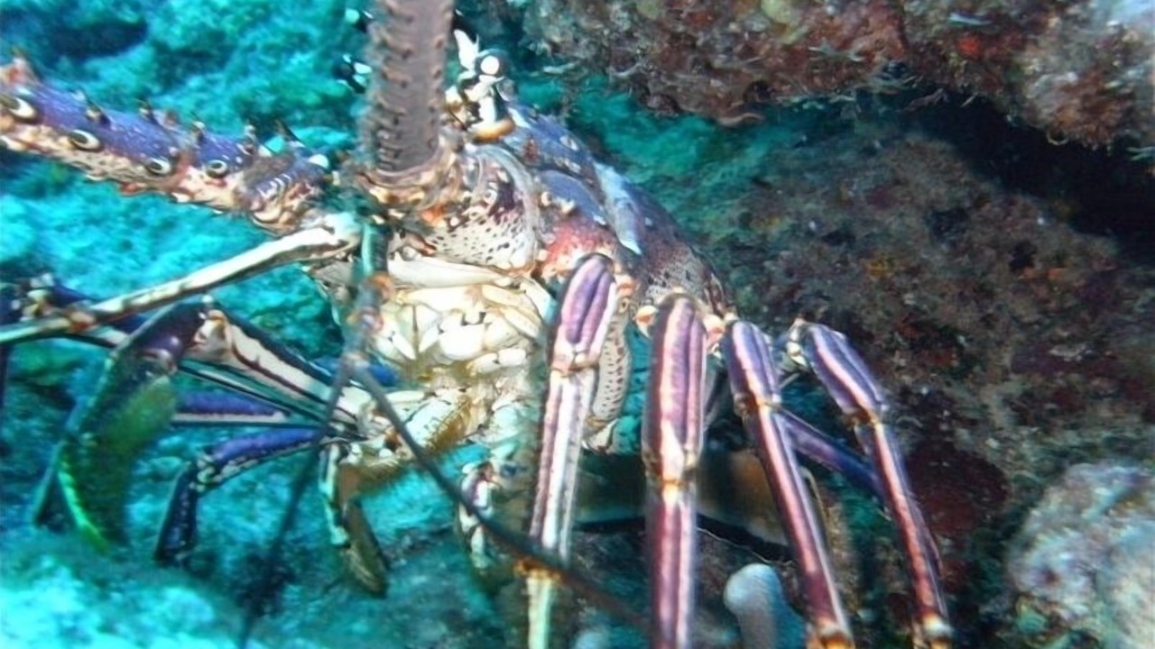 Photo of Others in The Bight