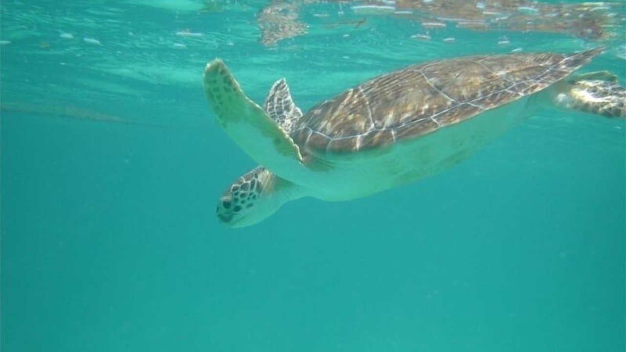 Photo of Others in The Bight