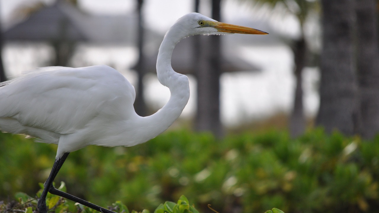 Photo of Outdoor in Grace Bay