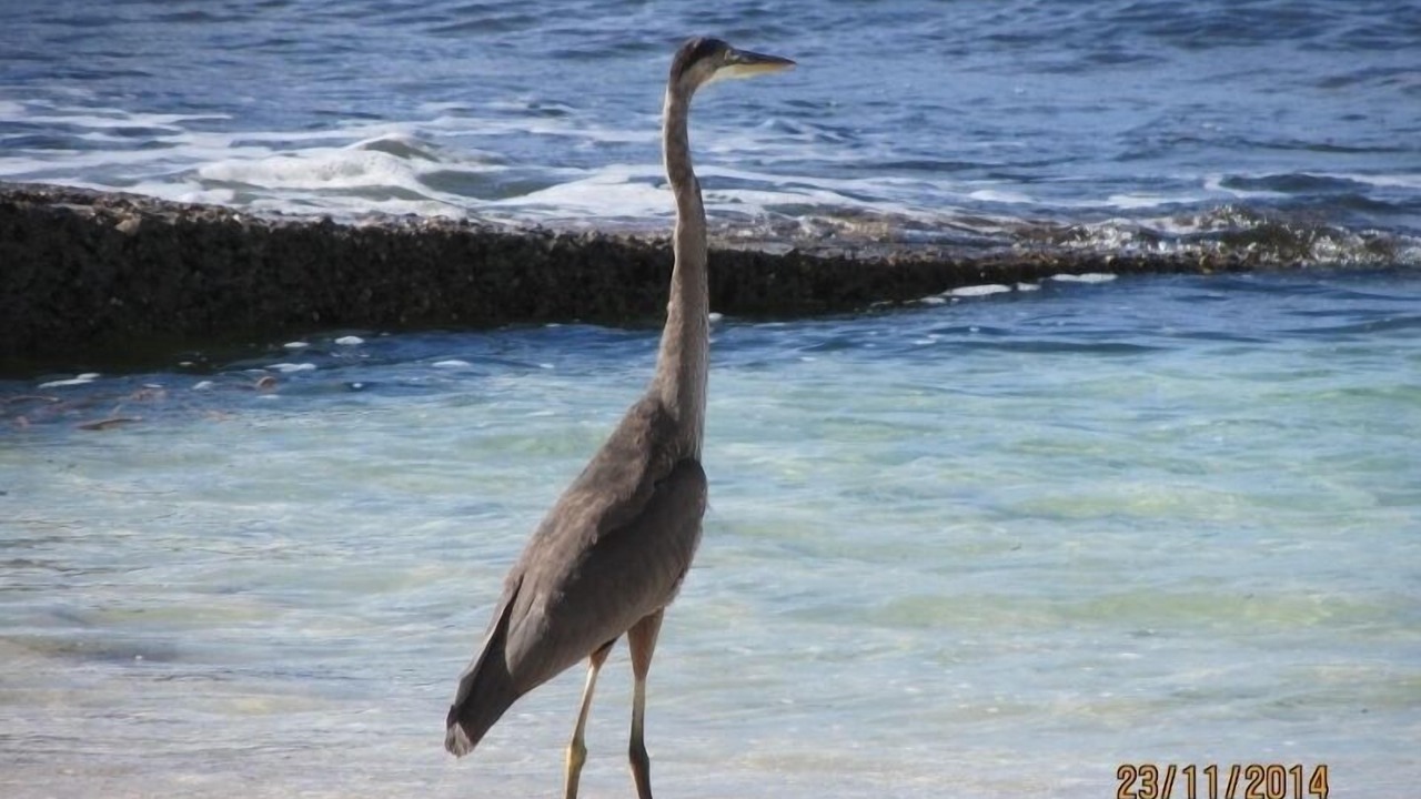Photo of Others in Balfour Town
