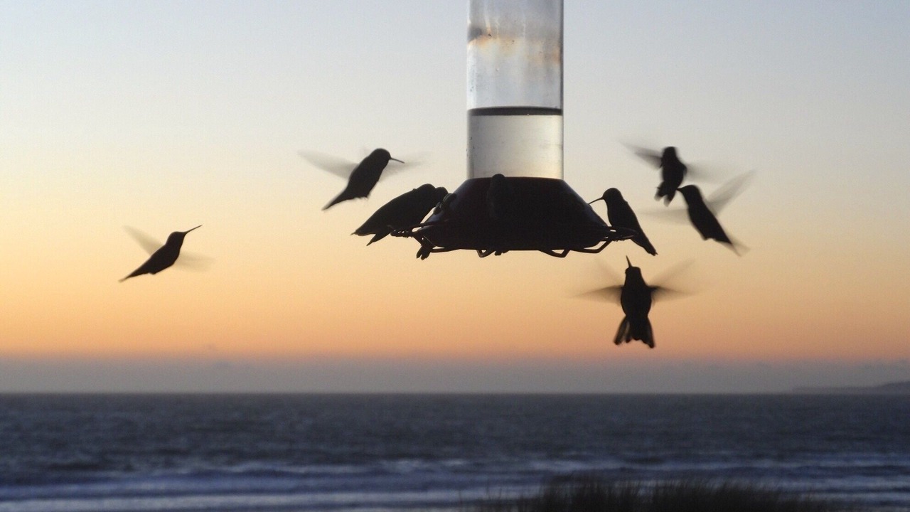 Photo of Others in Pajaro Dunes