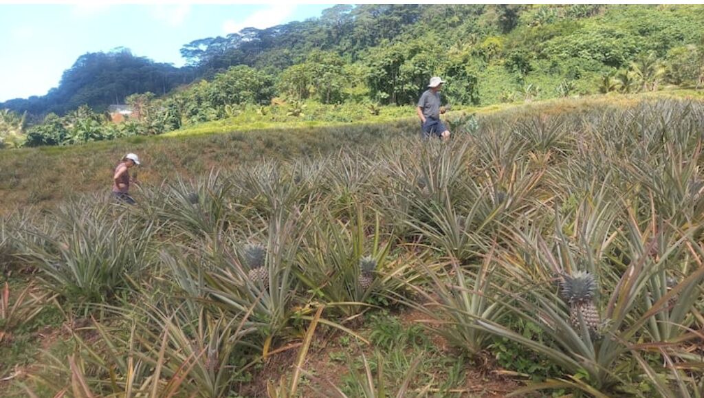 Photo of Outdoor in Teahupoo