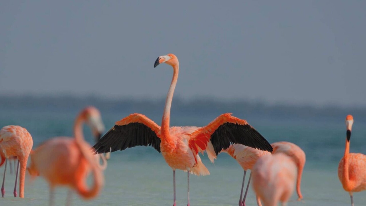 Photo of Others in Isla Holbox