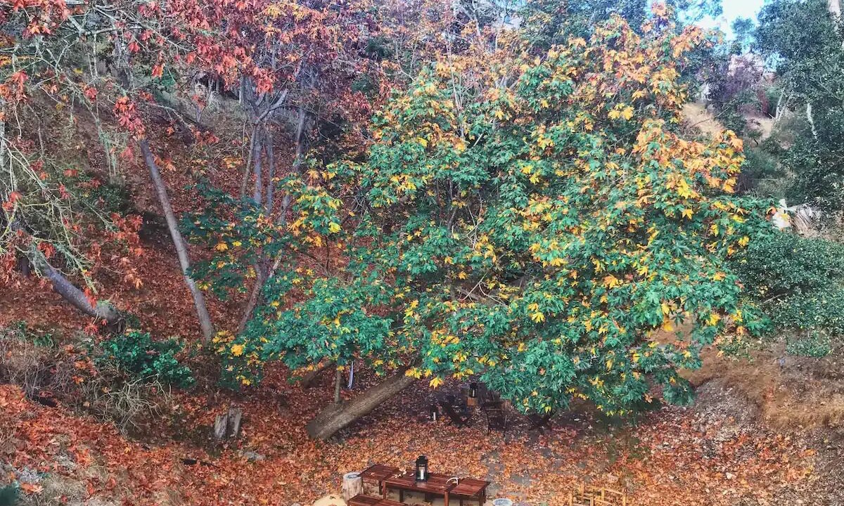 Photo of Others in Westside Santa Cruz
