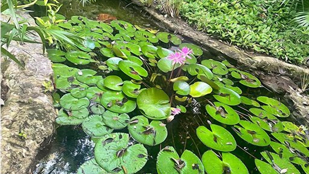 Photo of Outdoor in Villa Juarez