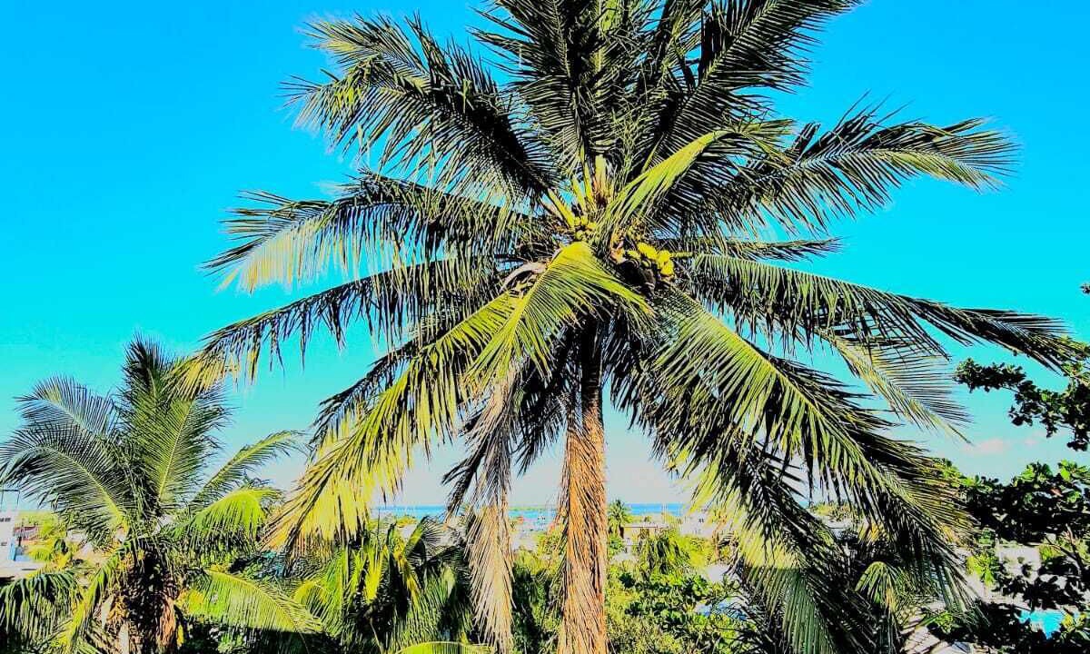 Photo of Outdoor in Isla Holbox