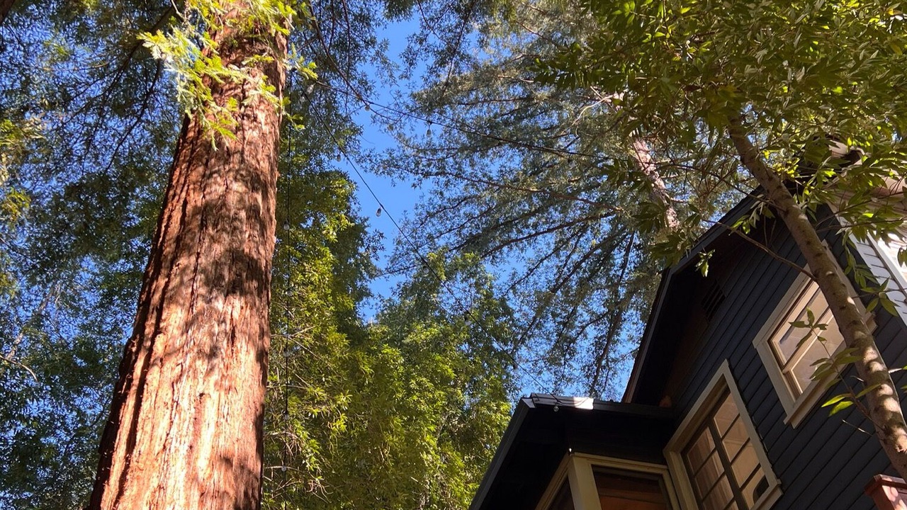 Photo of Outdoor in Boulder Creek