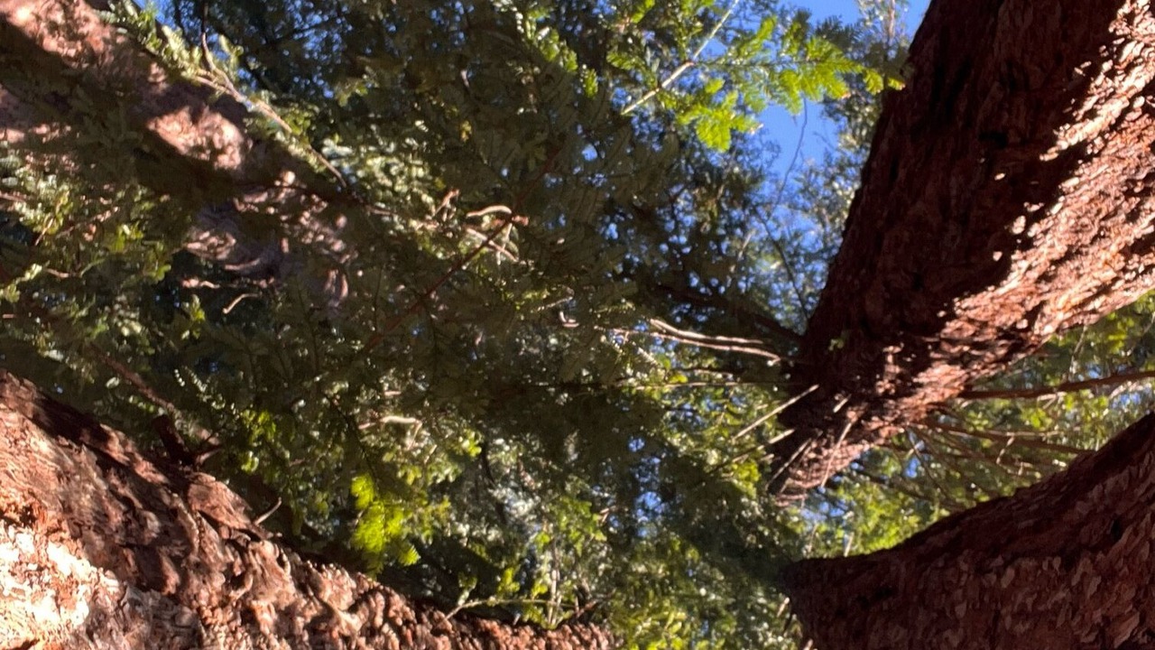 Photo of Others in Boulder Creek