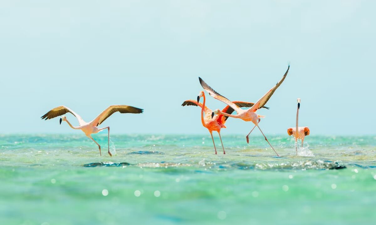 Photo of Others in Big Ambergris Cay
