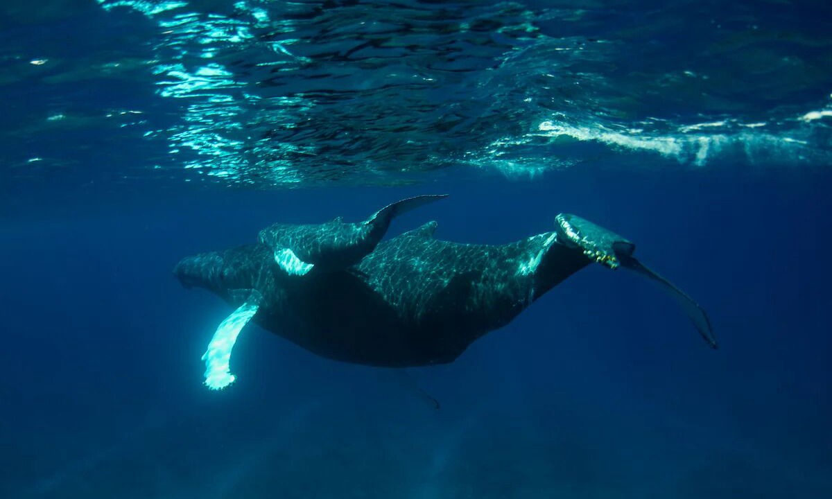 Photo of Others in Big Ambergris Cay