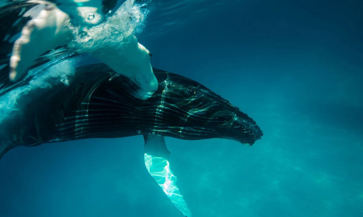 Photo of Others in Big Ambergris Cay