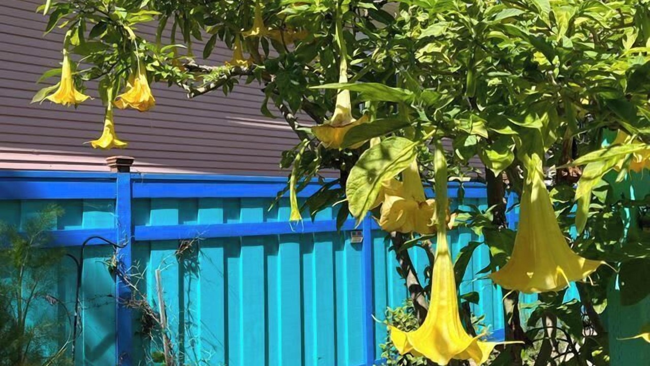 Photo of Outdoor in Westside Santa Cruz