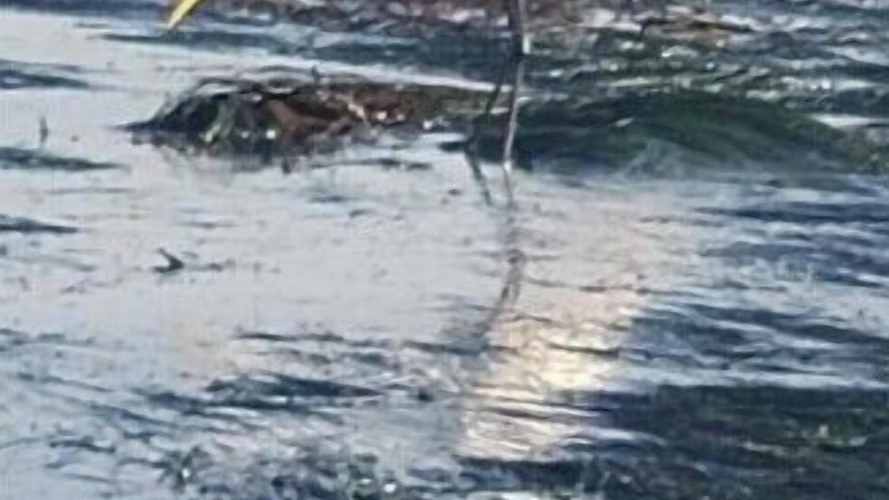 Photo of Others in Opal Cliffs