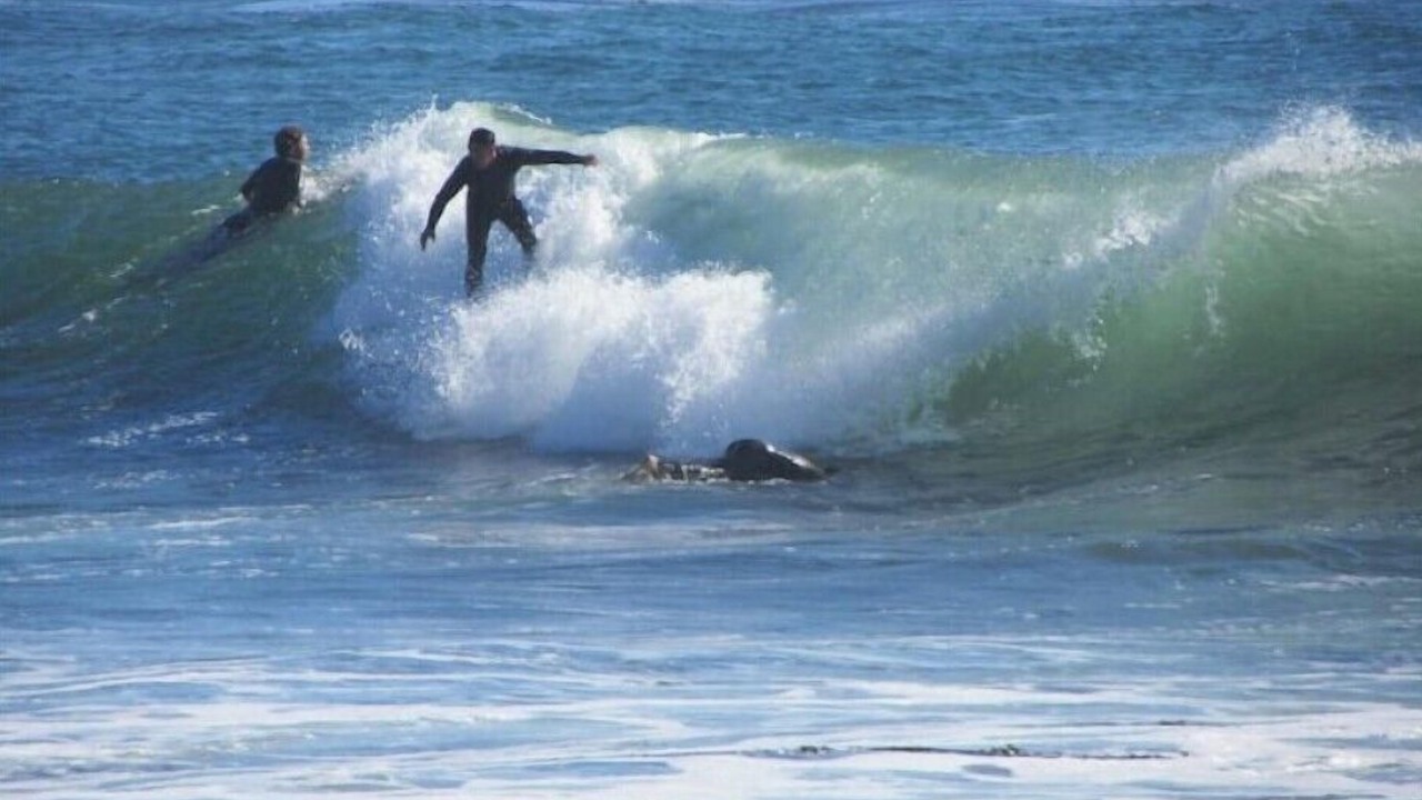 Photo of Others in Opal Cliffs