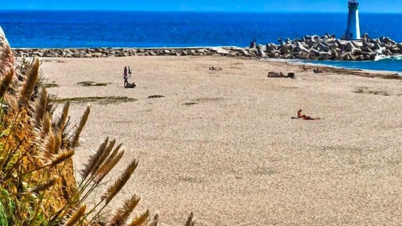 Photo of Others in Seabright