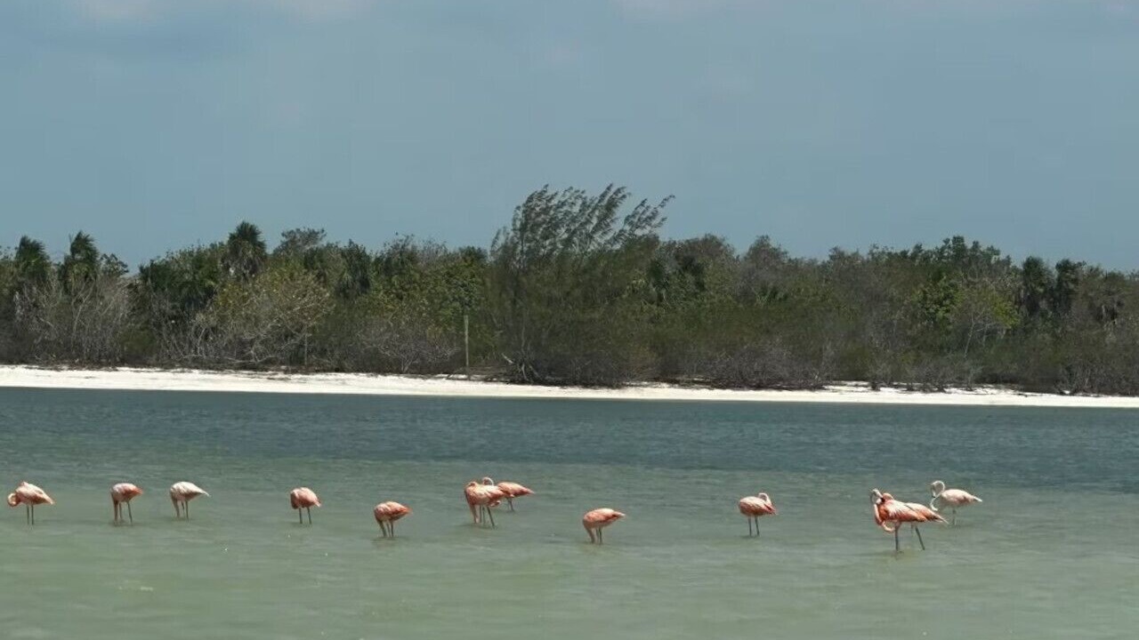 Photo of Others in Isla Holbox