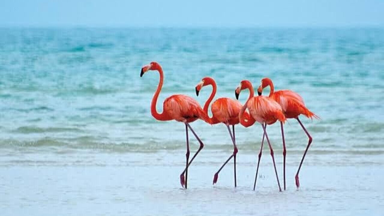 Photo of Others in Isla Holbox